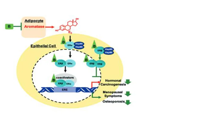 High-quality Fenugreek Extract for Supplements