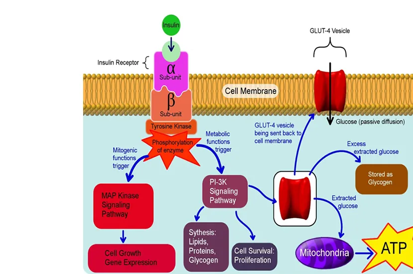 How Mulberry Leaf Extract Supports Blood Sugar Control and Antioxidant Formulations
