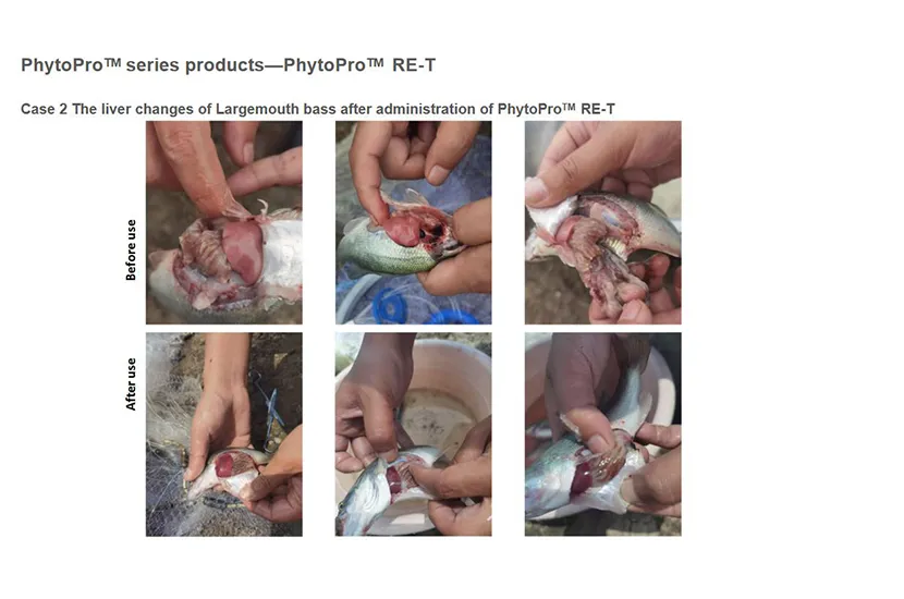 The Liver Changes of Largemouth Bass after Administration of Products