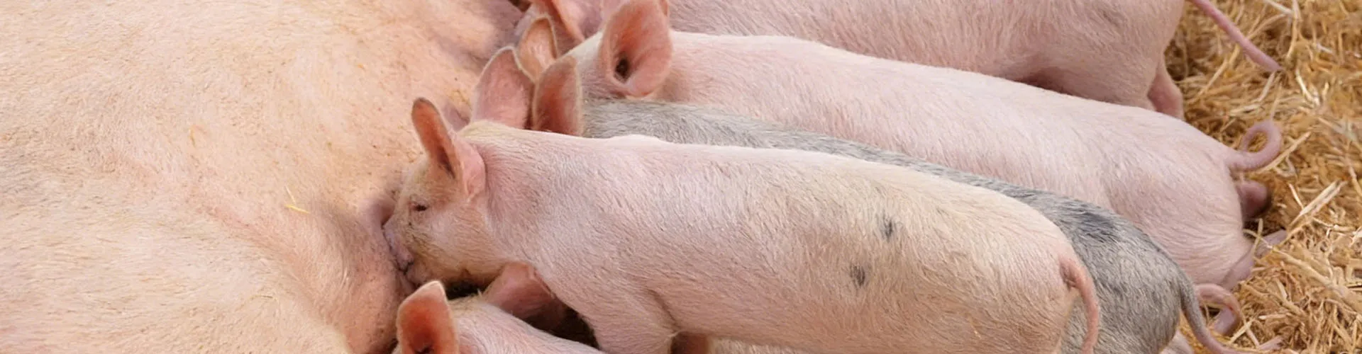 Animal Nutrition & Health